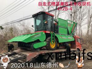 髮徃山東悳州的自走式穗莖兼收(shou)玉(yu)米收(shou)穫機